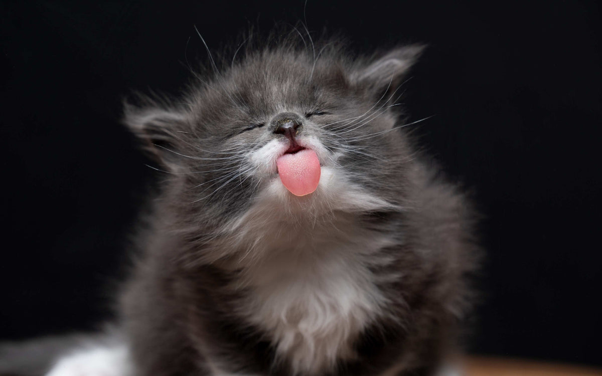 Katzennamen