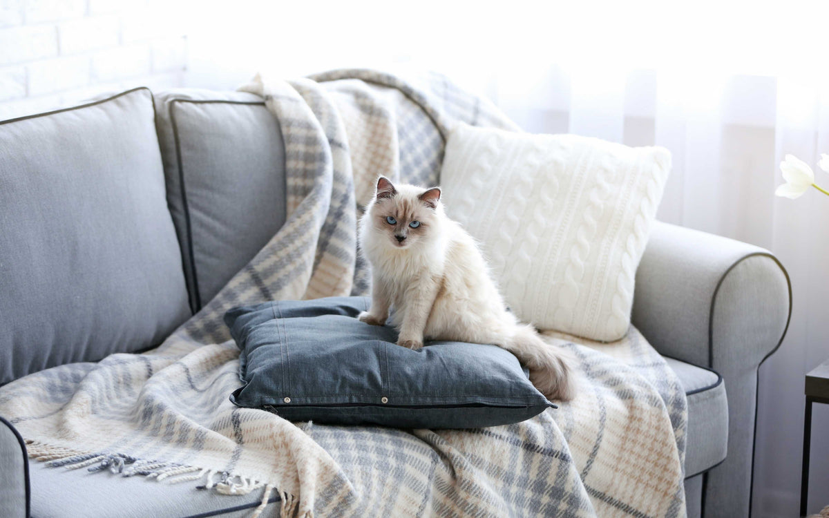 Hauskatze