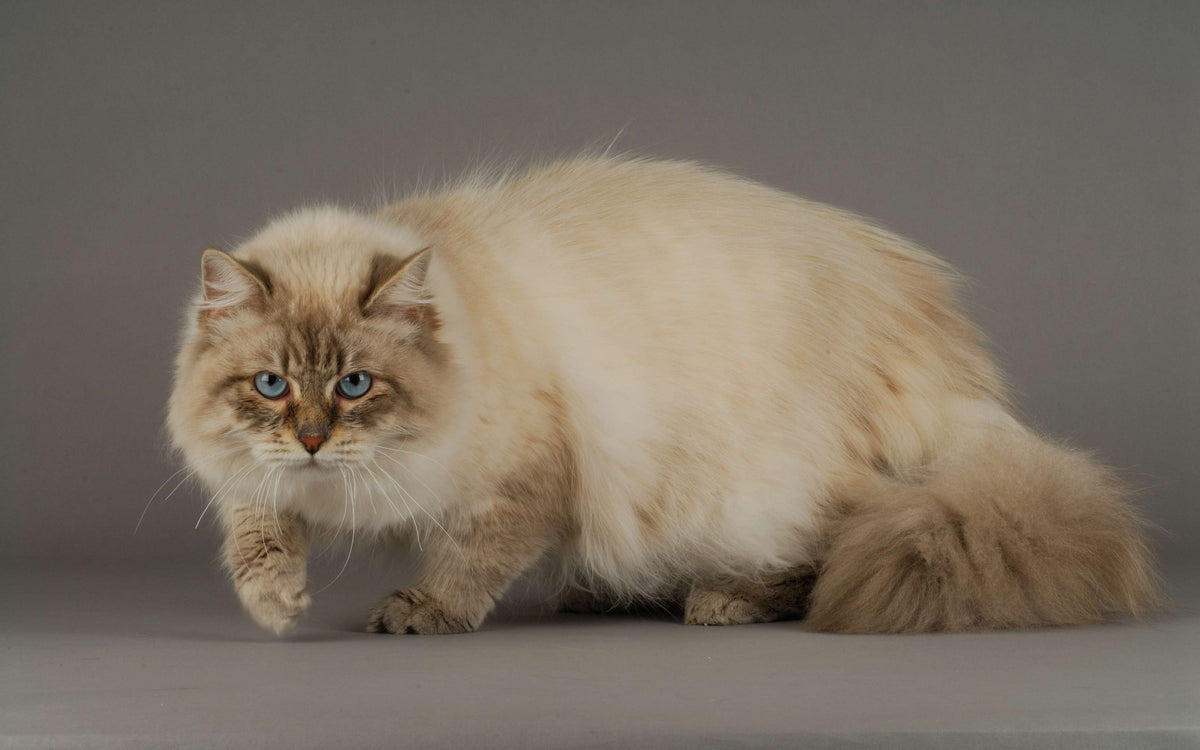 Siberische Katze