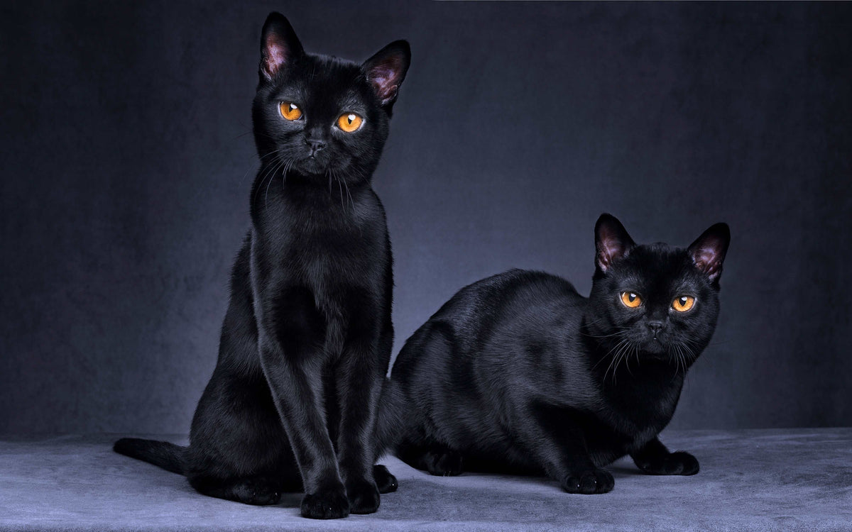 Schwarze Katzen