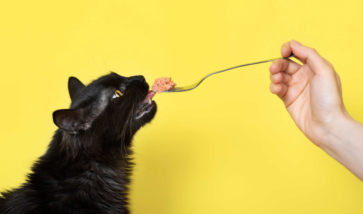 Katze mit Futter