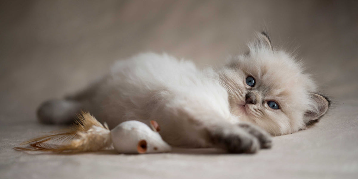 Katzenbaby
