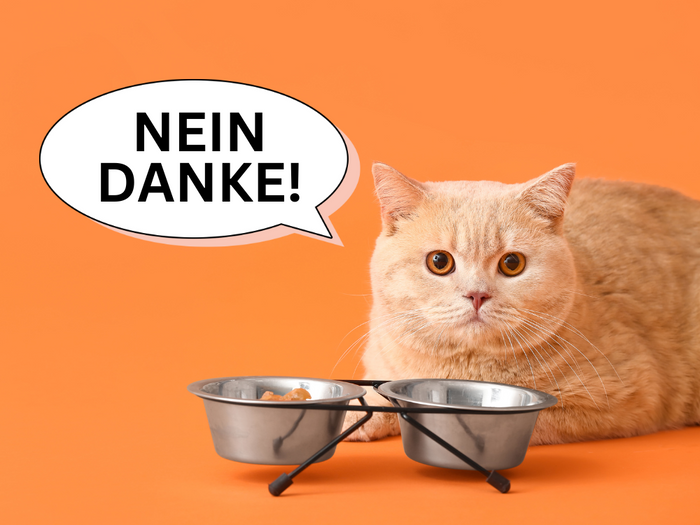 10 Tipps wie wählerische Katzen unsere Gummies akzeptieren