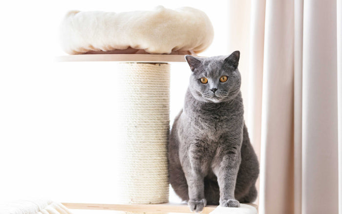 Katze auf dem Kratzbaum
