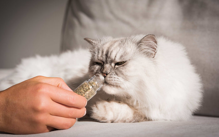 Katze mit Katzenminze