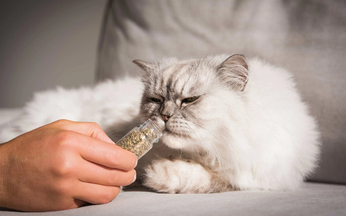 Katze mit Katzenminze
