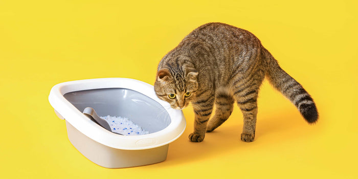 Katze mit Katzentoilette