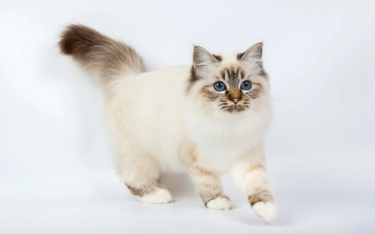 Heilige Birma Katze