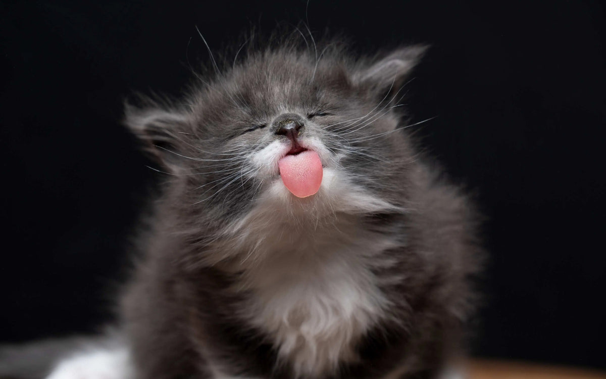 Katzennamen