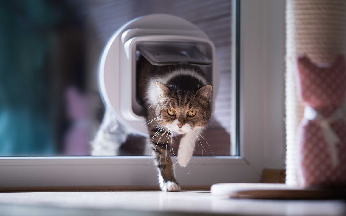 Katze in der Katzenklappe