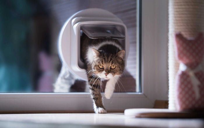 Katze in der Katzenklappe