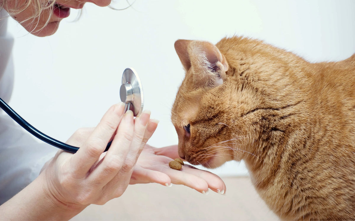 Katzenversicherung