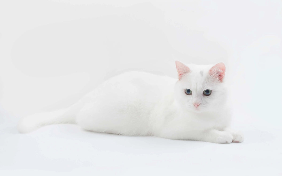 Türkische Angora