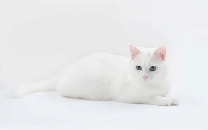 Türkische Angora