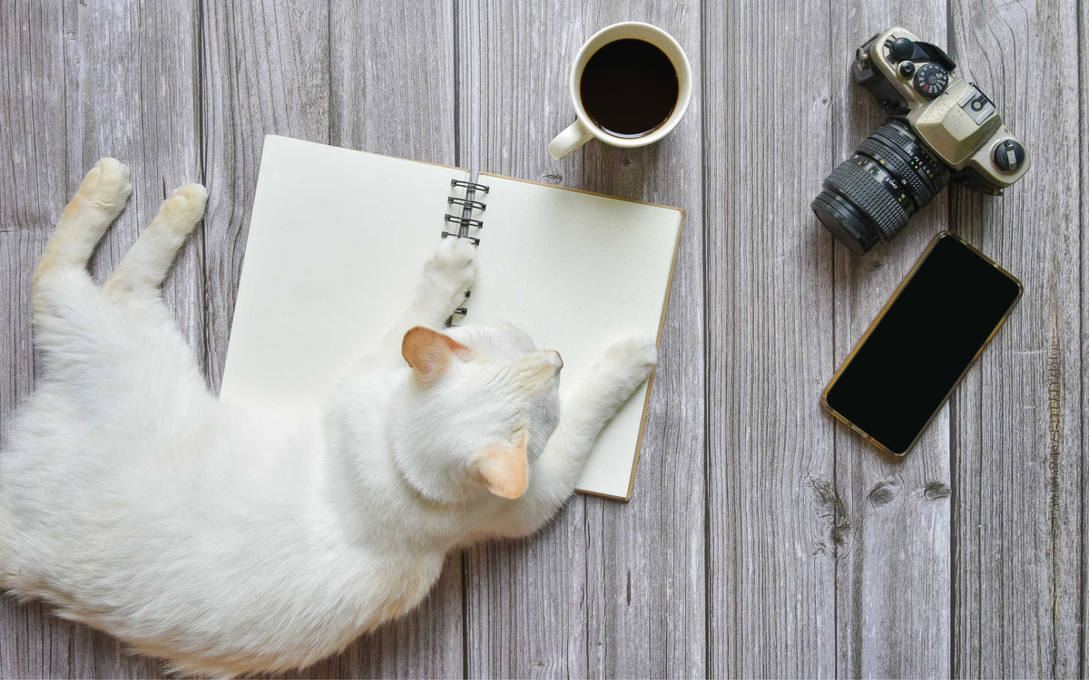 Katzenbild