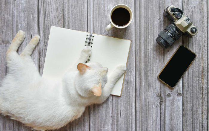 Katzenbild