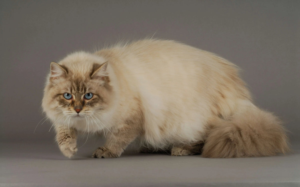 Siberische Katze