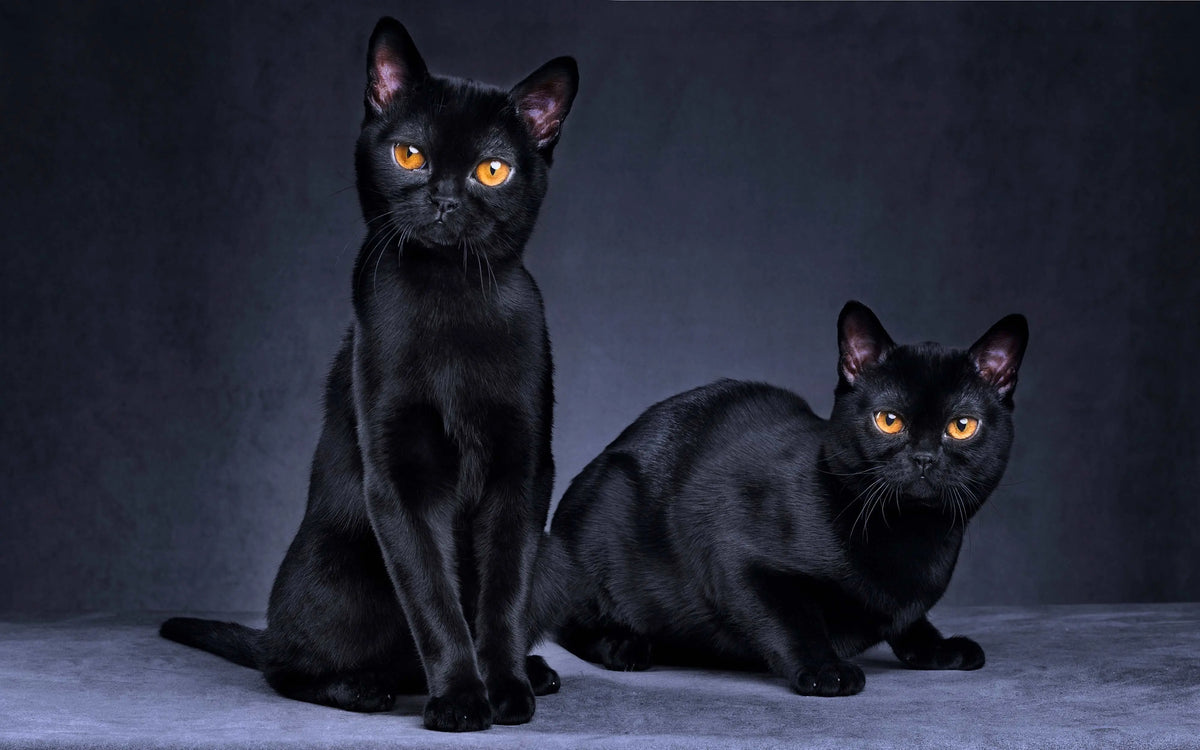 Schwarze Katzen