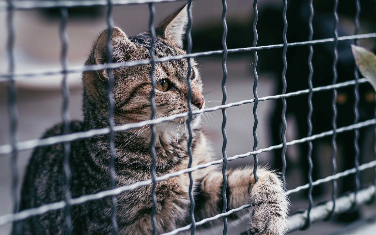 Tierheim Katze