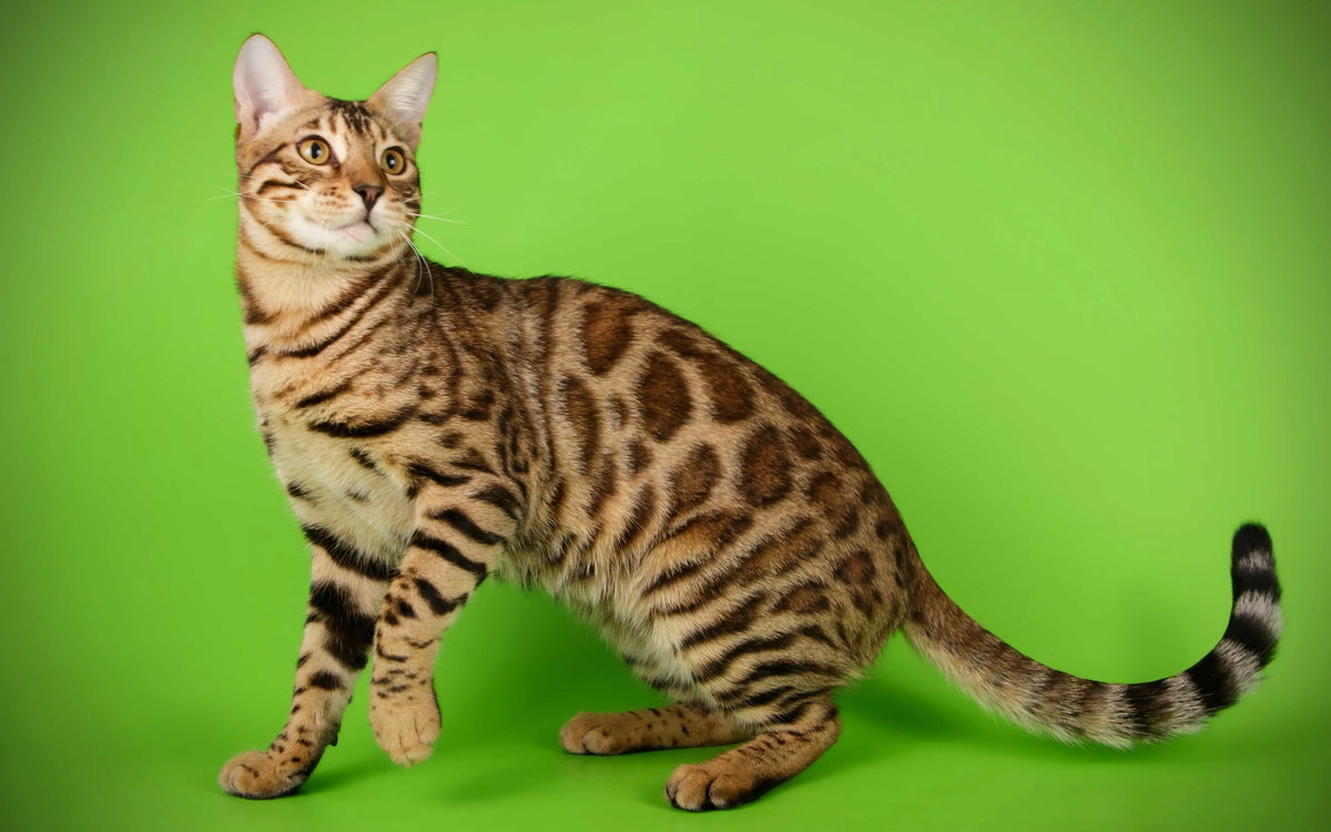 Bengal Katze