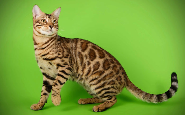 Bengal Katze