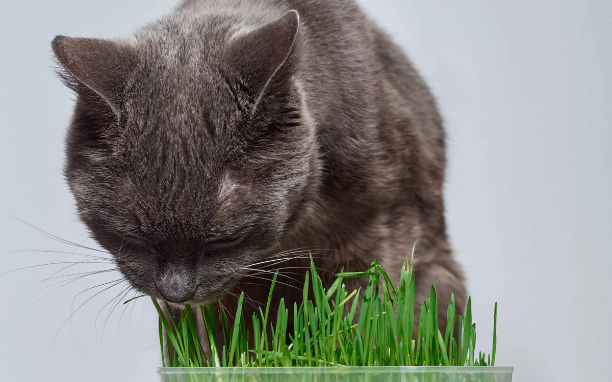 Katzengras