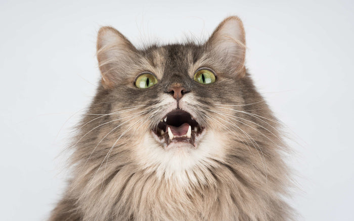 Miauende Katze