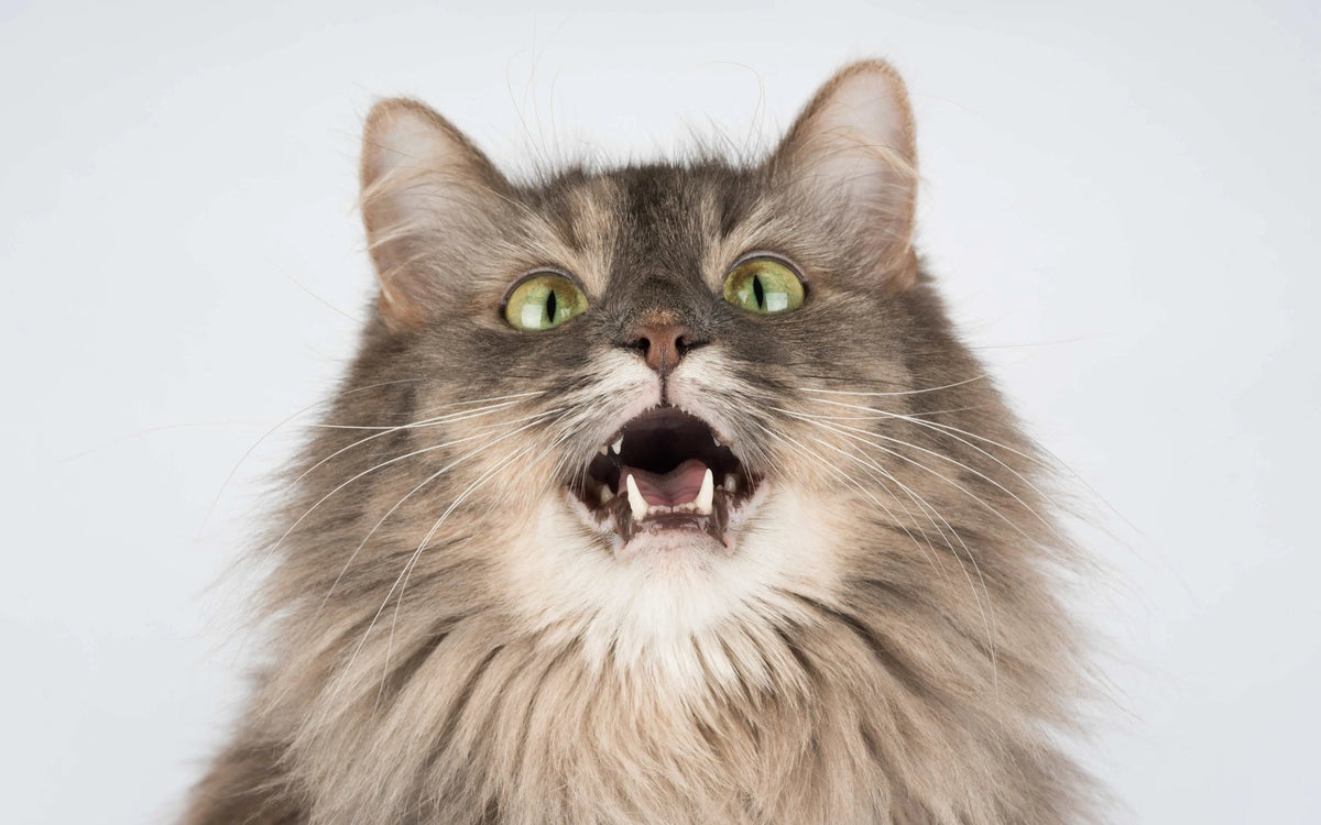 Miauende Katze
