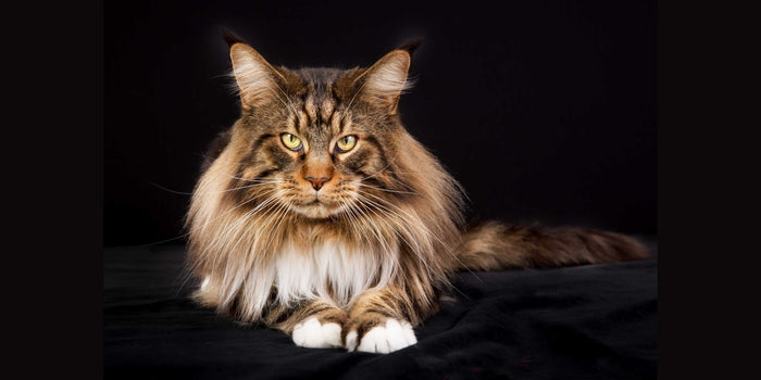 Maine Coon Katze