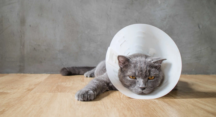 Ohrmilben Katze