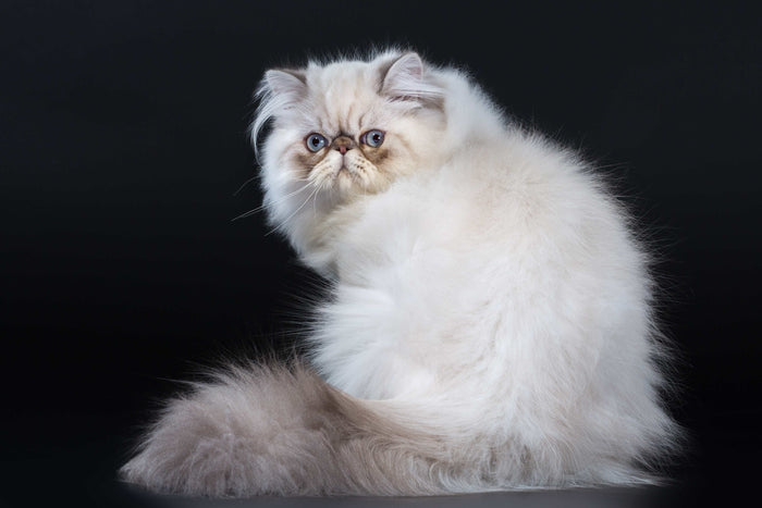 Perserkatze