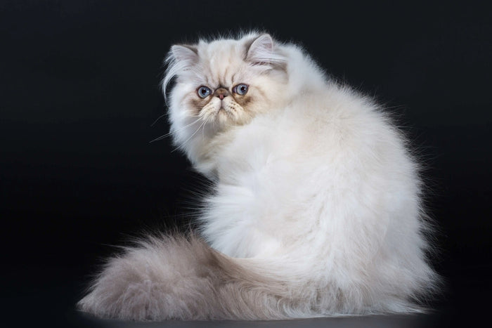 Perserkatze