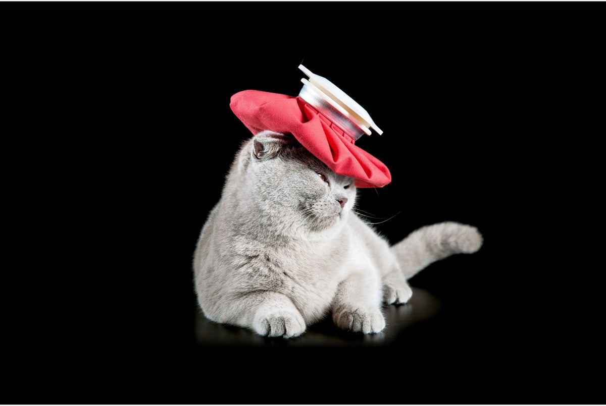 Katzenschnupfen