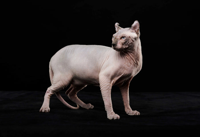 Nacktkatze
