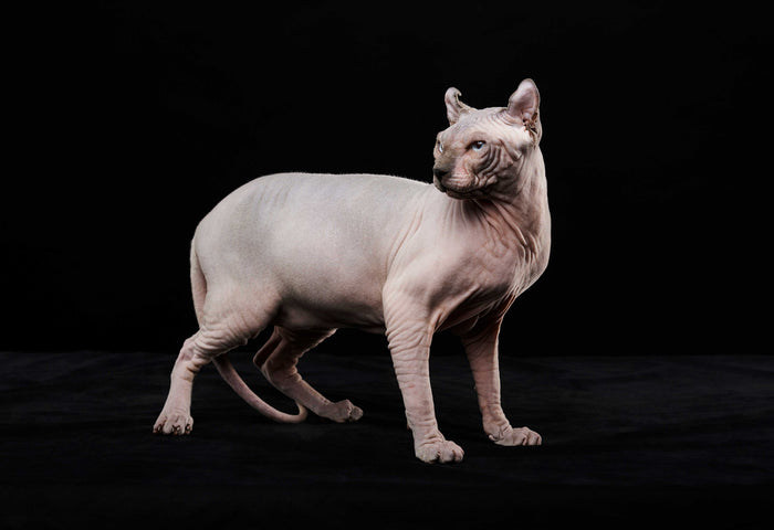 Nacktkatze