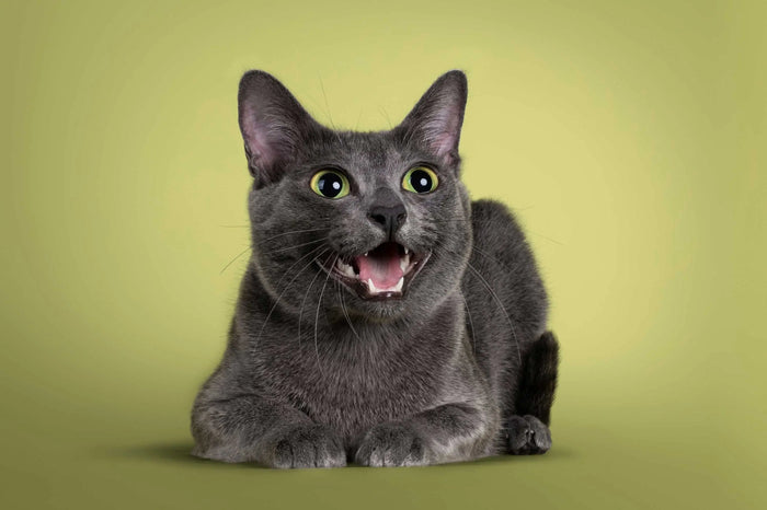 Katze hungrig