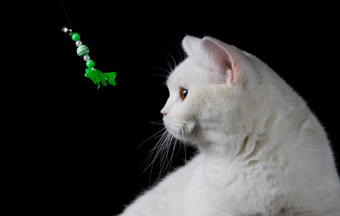 Katze mit Spielzeug