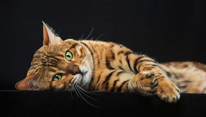 Bengal Katze