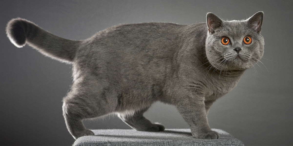 British Kurzhaar Katze