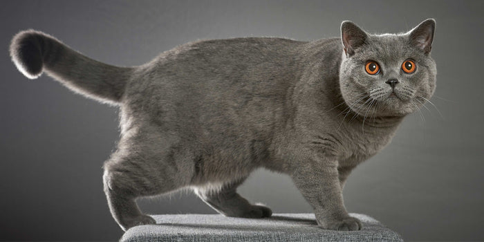 British Kurzhaar Katze