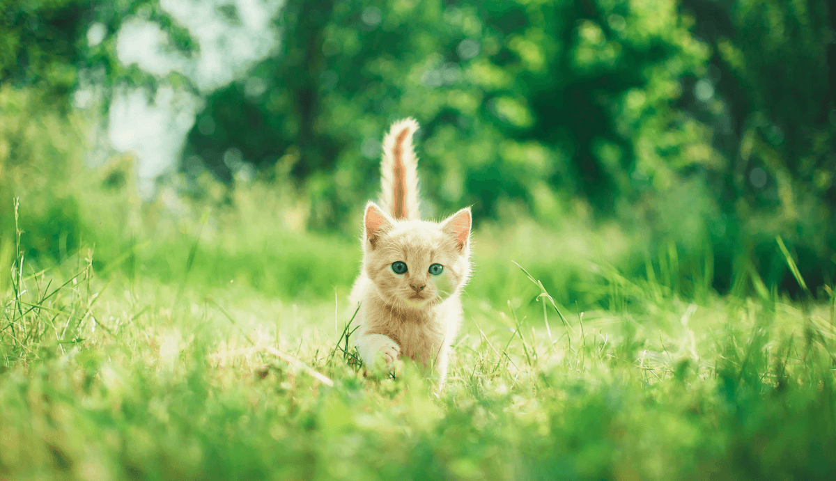Katze läuft durch das Graß