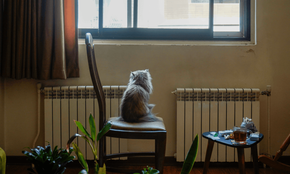 Katze schaut aus dem fenster