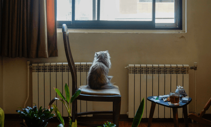 Katze schaut aus dem fenster