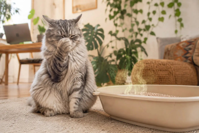 Katze hält sich die Nase zu