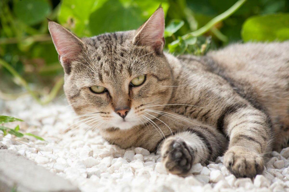 Katzenstreu Arten