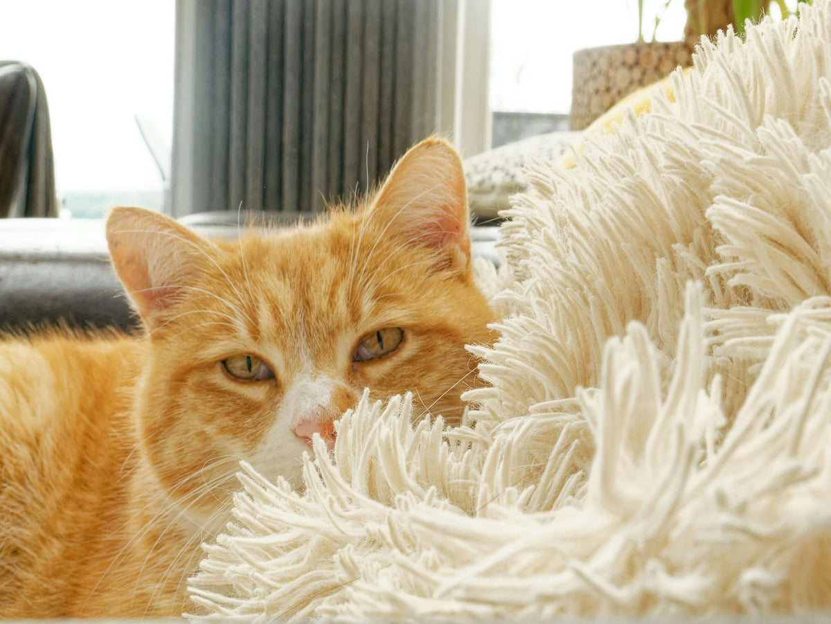 Katze leicht versteckt in einer Decke