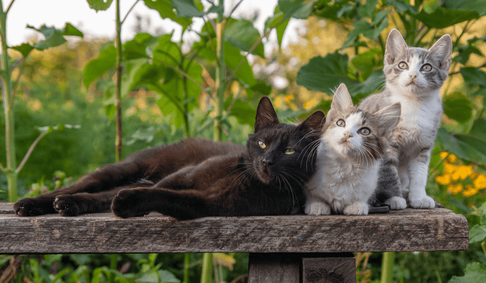 Drei Katzen sitzen draußen nebeneinander und schauen