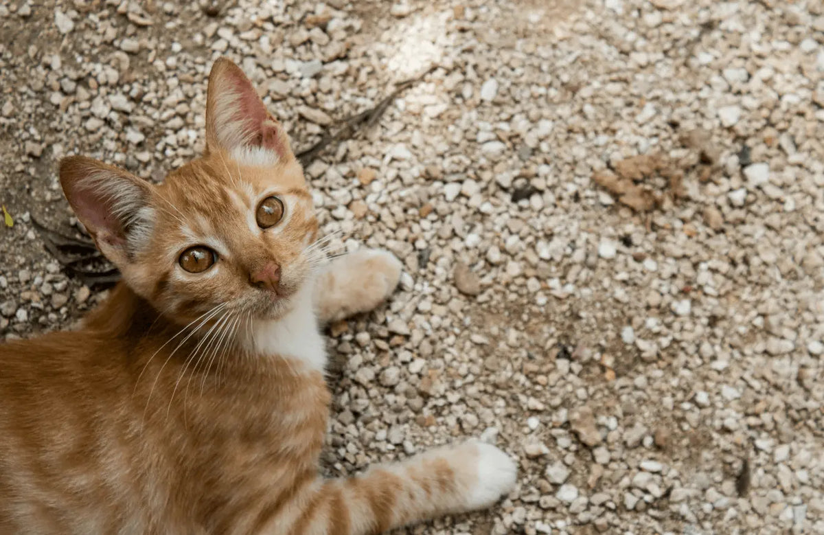 Katze sitzt auf dem Boden und schaut hoch