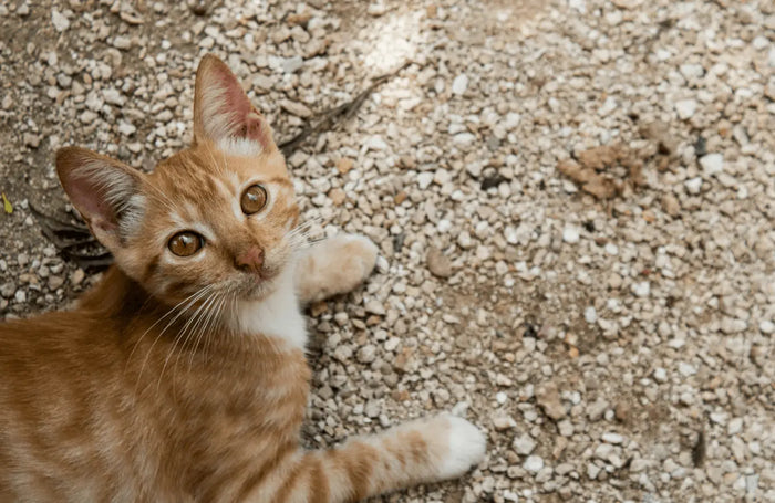 Katze sitzt auf dem Boden und schaut hoch