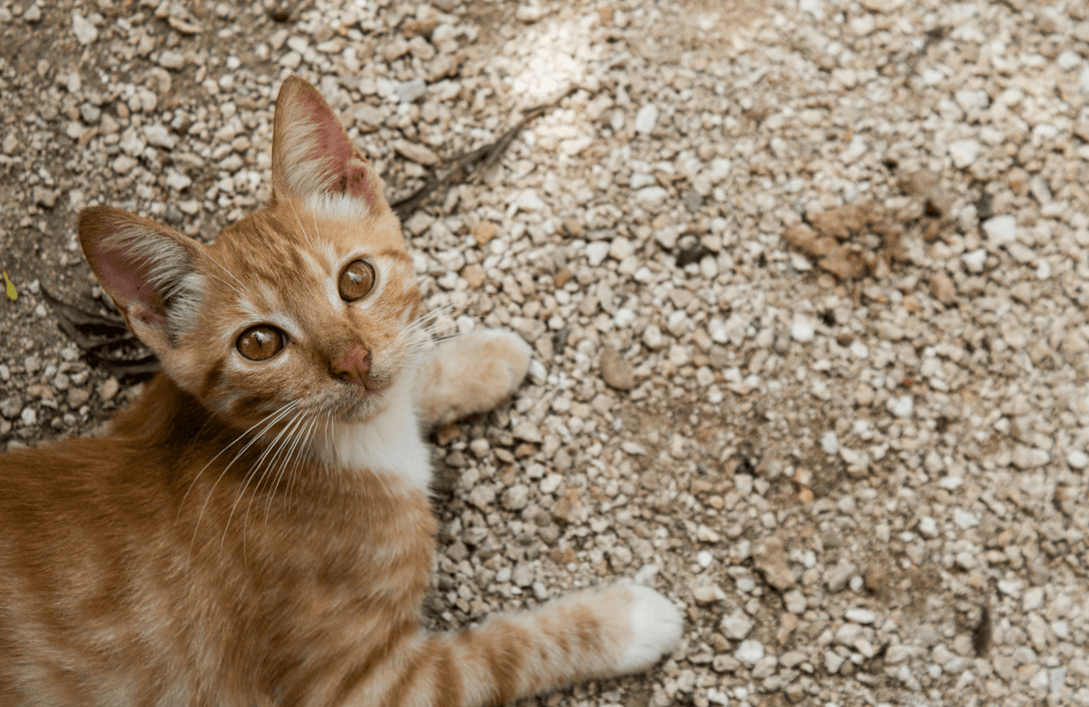 Katze sitzt auf dem Boden und schaut hoch